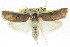  ( - CCDB-15737-G02)  @15 [ ] CreativeCommons - Attribution (2011) ANIC/CBG Photography Group Centre for Biodiversity Genomics