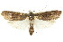 ( - CCDB-15737-G04)  @14 [ ] CreativeCommons - Attribution (2011) ANIC/CBG Photography Group Centre for Biodiversity Genomics