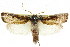  ( - CCDB-15737-G07)  @13 [ ] CreativeCommons - Attribution (2011) ANIC/CBG Photography Group Centre for Biodiversity Genomics