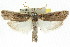  ( - CCDB-15737-G08)  @14 [ ] CreativeCommons - Attribution (2011) ANIC/CBG Photography Group Centre for Biodiversity Genomics