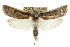  ( - CCDB-15737-G09)  @15 [ ] CreativeCommons - Attribution (2011) ANIC/CBG Photography Group Centre for Biodiversity Genomics