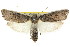  ( - CCDB-15737-G10)  @15 [ ] CreativeCommons - Attribution (2011) ANIC/CBG Photography Group Centre for Biodiversity Genomics