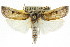  ( - CCDB-15737-G11)  @14 [ ] CreativeCommons - Attribution (2011) ANIC/CBG Photography Group Centre for Biodiversity Genomics