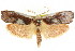  ( - CCDB-15737-H09)  @15 [ ] CreativeCommons - Attribution (2011) ANIC/CBG Photography Group Centre for Biodiversity Genomics