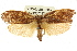  ( - CCDB-15738-A01)  @11 [ ] CreativeCommons - Attribution (2011) ANIC/CBG Photography Group Centre for Biodiversity Genomics