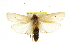  (Maroga melanostigma PS3 - CCDB-15738-G12)  @11 [ ] CreativeCommons - Attribution (2011) ANIC/CBG Photography Group Centre for Biodiversity Genomics