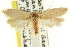  ( - CCDB-15739-C04)  @15 [ ] CreativeCommons - Attribution (2011) ANIC/CBG Photography Group Centre for Biodiversity Genomics