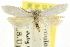  ( - CCDB-15739-C12)  @13 [ ] CreativeCommons - Attribution (2011) ANIC/CBG Photography Group Centre for Biodiversity Genomics