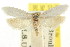  ( - CCDB-15739-D01)  @13 [ ] CreativeCommons - Attribution (2011) ANIC/CBG Photography Group Centre for Biodiversity Genomics