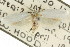  ( - CCDB-15739-D03)  @12 [ ] CreativeCommons - Attribution (2011) ANIC/CBG Photography Group Centre for Biodiversity Genomics