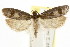 ( - CCDB-15739-F04)  @11 [ ] CreativeCommons - Attribution (2011) ANIC/CBG Photography Group Centre for Biodiversity Genomics