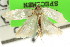  ( - CCDB-15739-H06)  @11 [ ] CreativeCommons - Attribution (2011) ANIC/CBG Photography Group Centre for Biodiversity Genomics