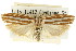  ( - CCDB-15740-A07)  @11 [ ] CreativeCommons - Attribution (2011) ANIC/CBG Photography Group Centre for Biodiversity Genomics