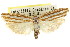  (Chereuta chalicistis - CCDB-15740-A08)  @11 [ ] CreativeCommons - Attribution (2011) ANIC/CBG Photography Group Centre for Biodiversity Genomics