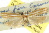  ( - CCDB-15740-F02)  @11 [ ] CreativeCommons - Attribution (2011) ANIC/CBG Photography Group Centre for Biodiversity Genomics