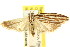  ( - CCDB-15740-F08)  @11 [ ] CreativeCommons - Attribution (2011) ANIC/CBG Photography Group Centre for Biodiversity Genomics