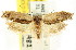  ( - CCDB-15741-A12)  @14 [ ] CreativeCommons - Attribution (2011) ANIC/CBG Photography Group Centre for Biodiversity Genomics
