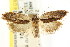  ( - CCDB-15741-B01)  @13 [ ] CreativeCommons - Attribution (2011) ANIC/CBG Photography Group Centre for Biodiversity Genomics