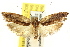  ( - CCDB-15741-B02)  @11 [ ] CreativeCommons - Attribution (2011) ANIC/CBG Photography Group Centre for Biodiversity Genomics