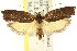  ( - CCDB-15741-B06)  @11 [ ] CreativeCommons - Attribution (2011) ANIC/CBG Photography Group Centre for Biodiversity Genomics