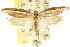  ( - CCDB-15741-C01)  @11 [ ] CreativeCommons - Attribution (2011) ANIC/CBG Photography Group Centre for Biodiversity Genomics
