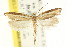  ( - CCDB-15741-C03)  @11 [ ] CreativeCommons - Attribution (2011) ANIC/CBG Photography Group Centre for Biodiversity Genomics