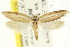  ( - CCDB-15741-C05)  @11 [ ] CreativeCommons - Attribution (2011) ANIC/CBG Photography Group Centre for Biodiversity Genomics