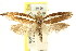  ( - CCDB-15741-C07)  @11 [ ] CreativeCommons - Attribution (2011) ANIC/CBG Photography Group Centre for Biodiversity Genomics