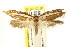  ( - CCDB-15741-C09)  @11 [ ] CreativeCommons - Attribution (2011) ANIC/CBG Photography Group Centre for Biodiversity Genomics