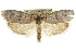  ( - CCDB-15741-F08)  @11 [ ] CreativeCommons - Attribution (2011) ANIC/CBG Photography Group Centre for Biodiversity Genomics