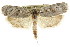  ( - CCDB-15741-F10)  @11 [ ] CreativeCommons - Attribution (2011) ANIC/CBG Photography Group Centre for Biodiversity Genomics