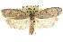  ( - CCDB-15741-F11)  @11 [ ] CreativeCommons - Attribution (2011) ANIC/CBG Photography Group Centre for Biodiversity Genomics