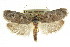  ( - CCDB-15741-F12)  @11 [ ] CreativeCommons - Attribution (2011) ANIC/CBG Photography Group Centre for Biodiversity Genomics
