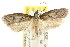  ( - CCDB-15742-A02)  @11 [ ] CreativeCommons - Attribution (2011) ANIC/CBG Photography Group Centre for Biodiversity Genomics