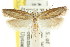  ( - CCDB-15742-A05)  @11 [ ] CreativeCommons - Attribution (2011) ANIC/CBG Photography Group Centre for Biodiversity Genomics