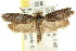 ( - CCDB-15742-B04)  @12 [ ] CreativeCommons - Attribution (2011) ANIC/CBG Photography Group Centre for Biodiversity Genomics