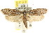  ( - CCDB-15742-B06)  @12 [ ] CreativeCommons - Attribution (2011) ANIC/CBG Photography Group Centre for Biodiversity Genomics