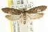  ( - CCDB-15742-C01)  @11 [ ] CreativeCommons - Attribution (2011) ANIC/CBG Photography Group Centre for Biodiversity Genomics