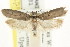  ( - CCDB-15742-C02)  @11 [ ] CreativeCommons - Attribution (2011) ANIC/CBG Photography Group Centre for Biodiversity Genomics