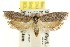  ( - CCDB-15742-D03)  @11 [ ] CreativeCommons - Attribution (2011) ANIC/CBG Photography Group Centre for Biodiversity Genomics