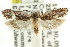  ( - CCDB-15743-A01)  @11 [ ] CreativeCommons - Attribution (2011) ANIC/CBG Photography Group Centre for Biodiversity Genomics