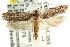  ( - CCDB-15743-A02)  @11 [ ] CreativeCommons - Attribution (2011) ANIC/CBG Photography Group Centre for Biodiversity Genomics