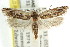  ( - CCDB-15743-A03)  @11 [ ] CreativeCommons - Attribution (2011) ANIC/CBG Photography Group Centre for Biodiversity Genomics