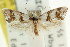  ( - CCDB-15743-A07)  @13 [ ] CreativeCommons - Attribution (2011) ANIC/CBG Photography Group Centre for Biodiversity Genomics