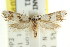  ( - CCDB-15743-A08)  @12 [ ] CreativeCommons - Attribution (2011) ANIC/CBG Photography Group Centre for Biodiversity Genomics
