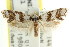  ( - CCDB-15743-A09)  @12 [ ] CreativeCommons - Attribution (2011) ANIC/CBG Photography Group Centre for Biodiversity Genomics