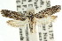  ( - CCDB-15743-C02)  @11 [ ] CreativeCommons - Attribution (2011) ANIC/CBG Photography Group Centre for Biodiversity Genomics