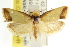  ( - CCDB-15743-D10)  @13 [ ] CreativeCommons - Attribution (2011) ANIC/CBG Photography Group Centre for Biodiversity Genomics