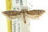  ( - CCDB-15743-F01)  @11 [ ] CreativeCommons - Attribution (2011) ANIC/CBG Photography Group Centre for Biodiversity Genomics