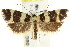  (Telecrates sp. ANIC3 - CCDB-15743-H02)  @11 [ ] CreativeCommons - Attribution (2011) ANIC/CBG Photography Group Centre for Biodiversity Genomics